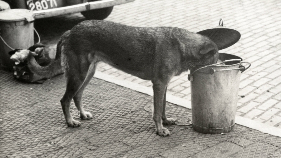 Geen extraatjes op Dierendag